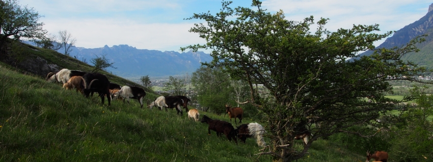 Asiatische Hornisse aus Engelburg SG